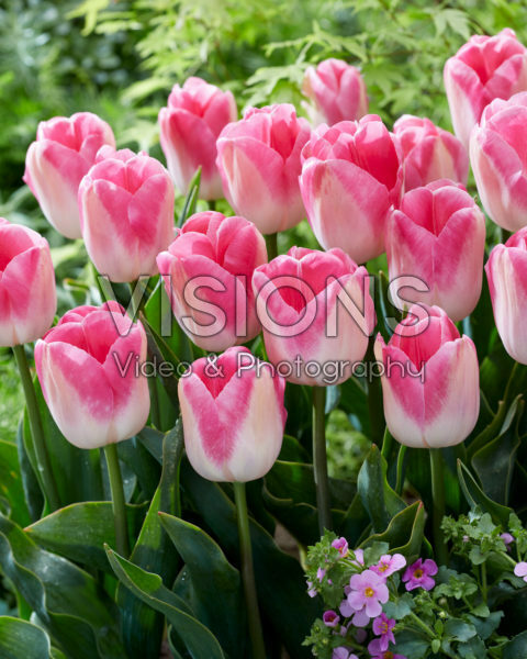 Tulipa Innuendo Tulipa Innuendo
