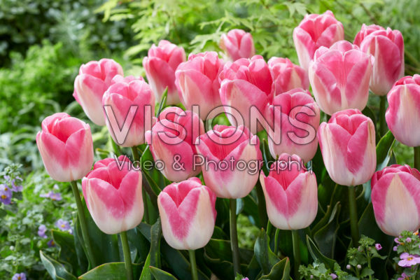 Tulipa Innuendo Tulipa Innuendo