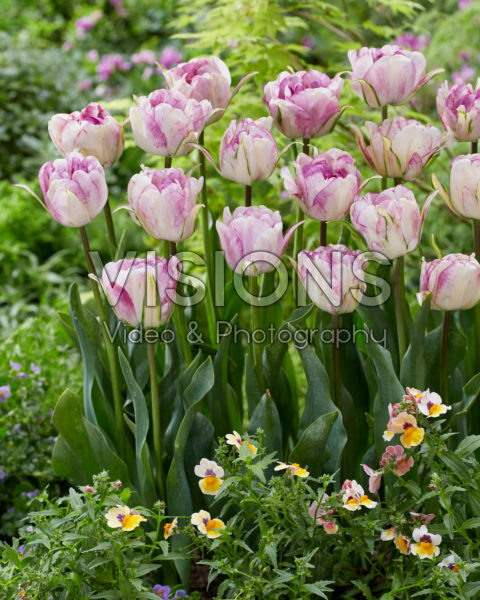 Tulipa Double Shirley Tulipa Double Shirley