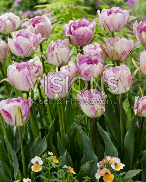 Tulipa Double Shirley