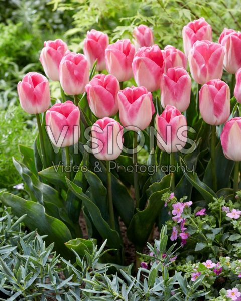 Tulipa Innuendo