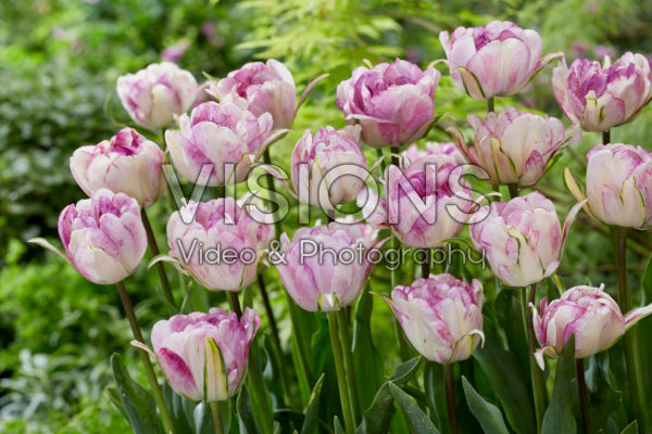 Tulipa Double Shirley Tulipa Double Shirley