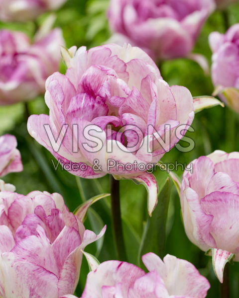Tulipa Double Shirley Tulipa Double Shirley