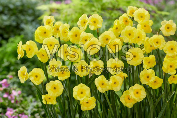 Narcissus Sun Disc