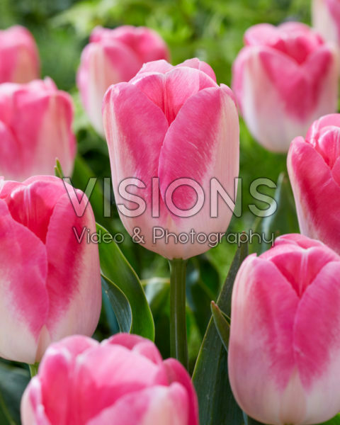 Tulipa Innuendo Tulipa Innuendo