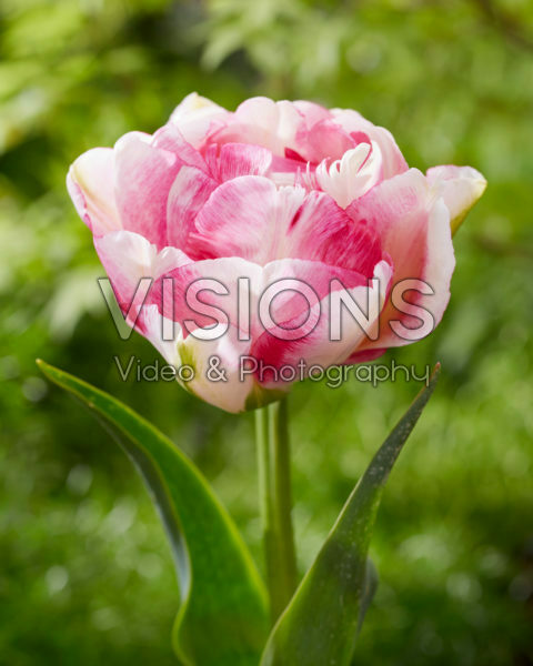 Tulipa Double Shake Tulipa Double Shake
