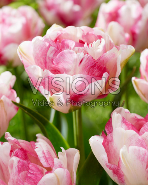Tulipa Double Shake