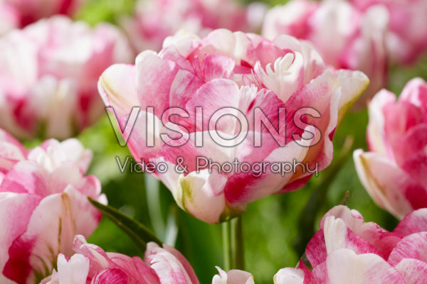 Tulipa Double Shake Tulipa Double Shake