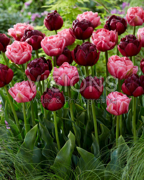 Tulipa Aveyron, Roadstar Tulipa Aveyron, Roadstar