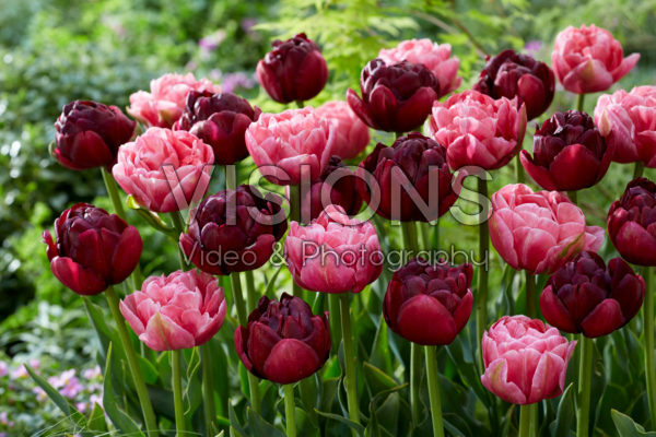 Tulipa Aveyron, Roadstar Tulipa Aveyron, Roadstar