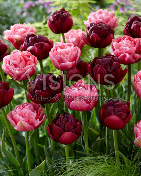 Tulipa Aveyron, Roadstar Tulipa Aveyron, Roadstar