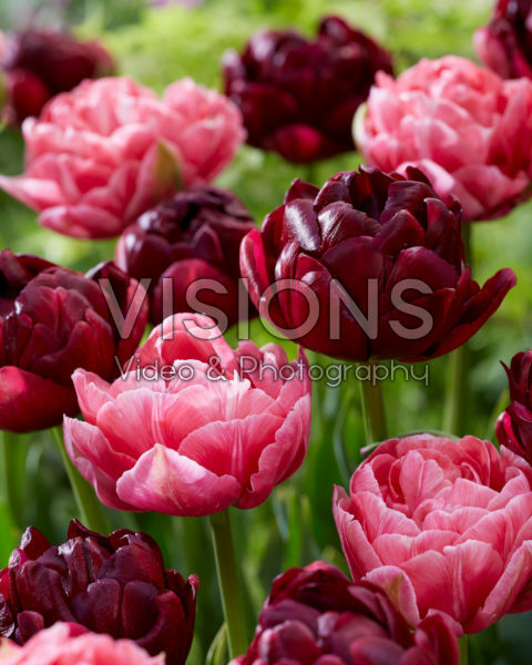 Tulipa Aveyron, Roadstar