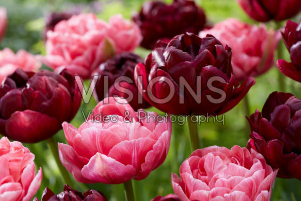 Tulipa Aveyron, Roadstar Tulipa Aveyron, Roadstar
