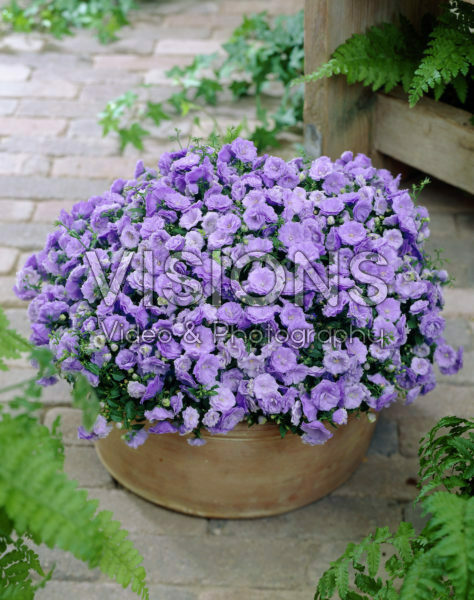 Campanula haylodgensis Blue Bali Campanula haylodgensis Blue Bali