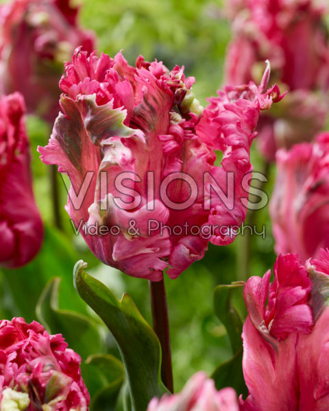 Tulipa Power Parrot