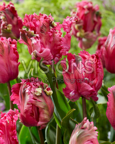 Tulipa Power Parrot Tulipa Power Parrot