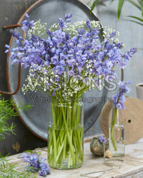 Hyacinthoides hispanica Excelsior