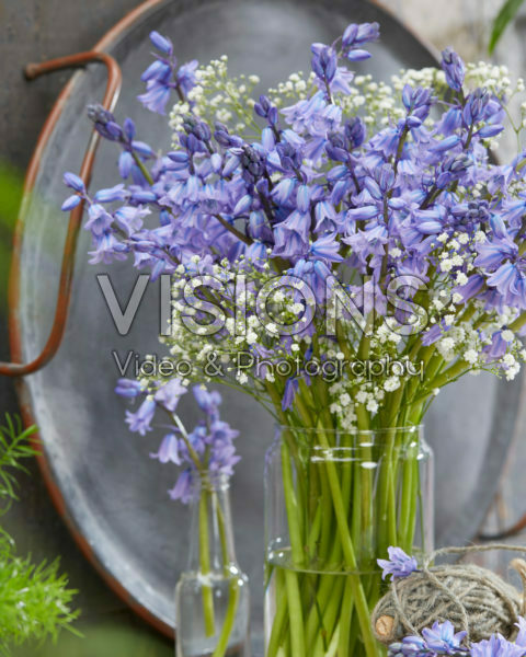 Hyacinthoides hispanica Excelsior
