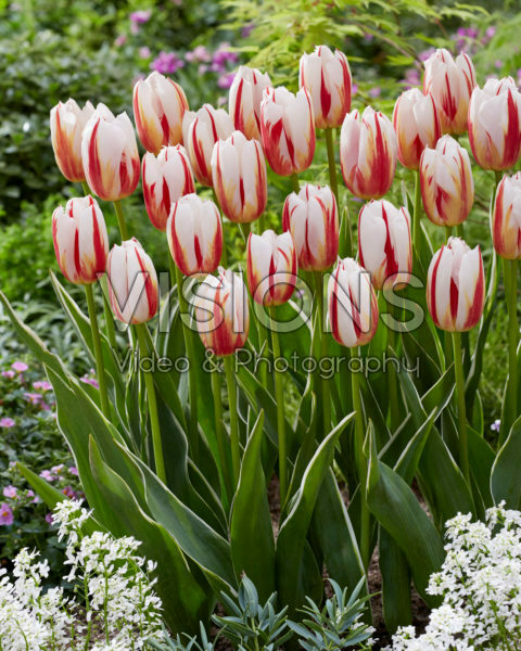 Tulipa Happy Generation