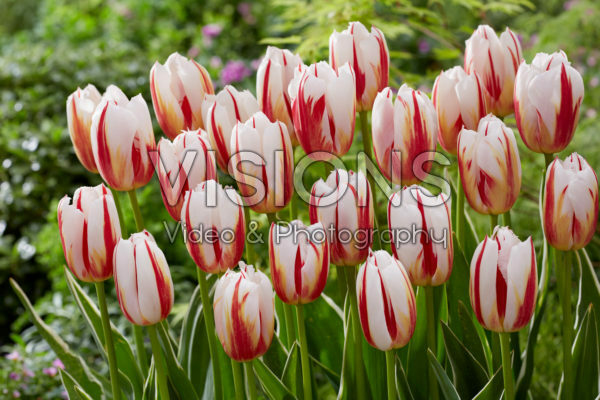 Tulipa Happy Generation Tulipa Happy Generation