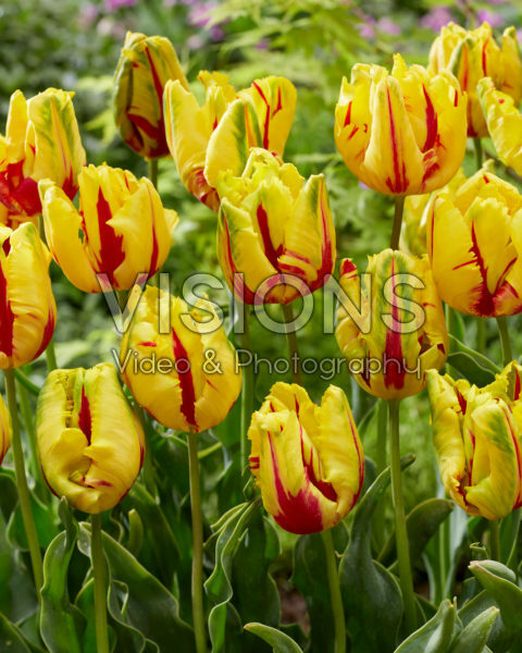 Tulipa Texas Flame Tulipa Texas Flame