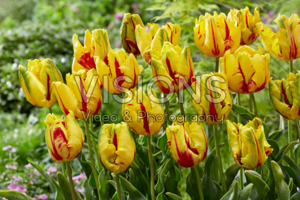 Tulipa Texas Flame