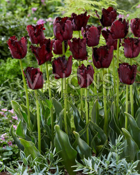 Tulipa Black Parrot