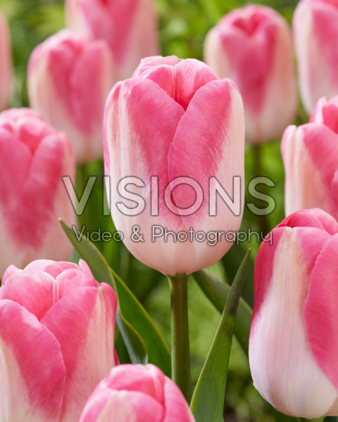 Tulipa Innuendo Tulipa Innuendo