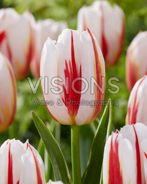 Tulipa Happy Generation