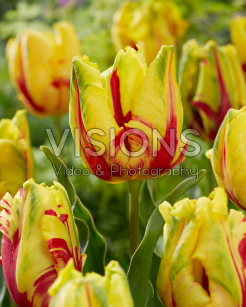 Tulipa Texas Flame Tulipa Texas Flame