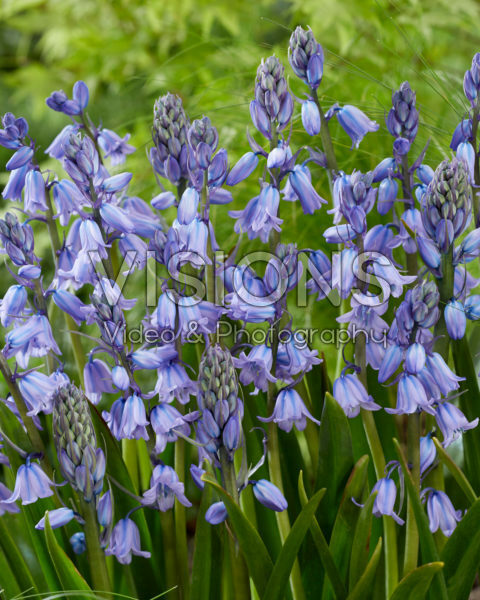 Hyacinthoides hispanica Excelsior Hyacinthoides hispanica Excelsior