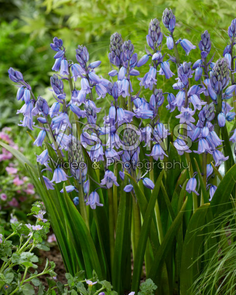 Hyacinthoides hispanica Excelsior Hyacinthoides hispanica Excelsior