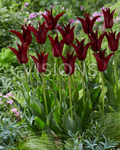 Tulipa Sarah Raven