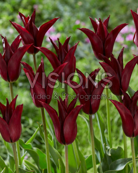 Tulipa Sarah Raven Tulipa Sarah Raven