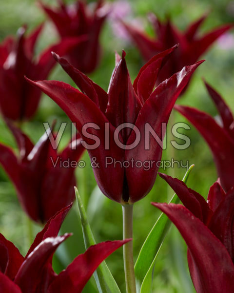 Tulipa Sarah Raven Tulipa Sarah Raven