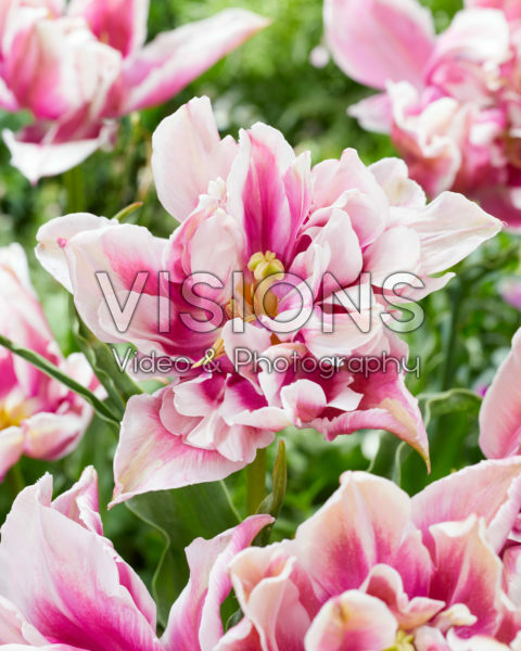 Tulipa Ballade Exotic Tulipa Ballade Exotic