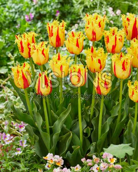 Tulipa Phantom