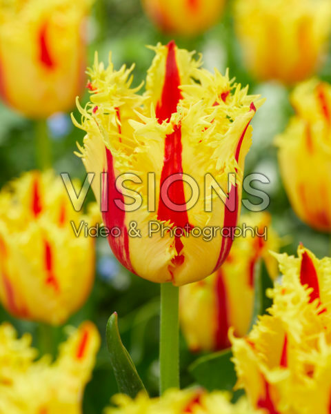 Tulipa Phantom