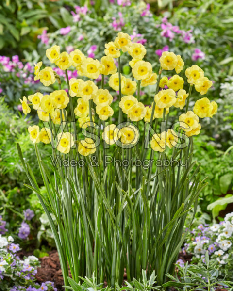 Narcissus Sun Disc Narcissus Sun Disc