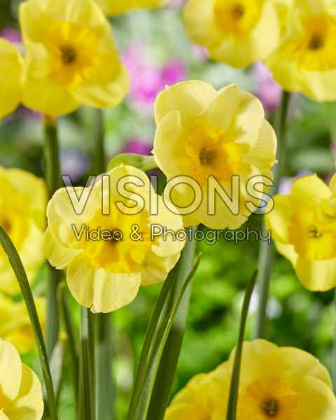 Narcissus Sun Disc Narcissus Sun Disc