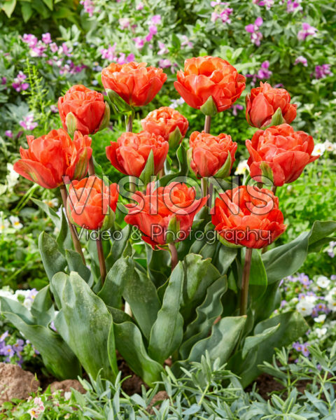 Tulipa Queensbury