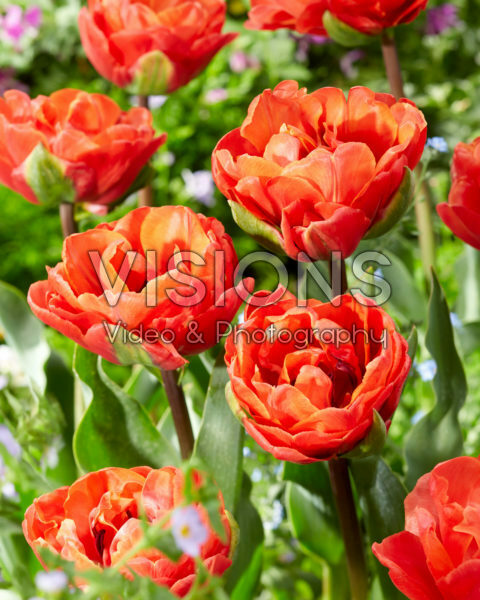 Tulipa Queensbury Tulipa Queensbury