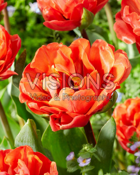 Tulipa double red Tulipa double red