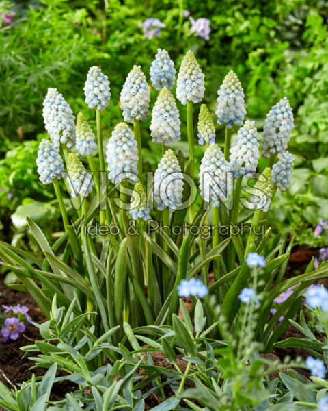 Muscari Alaska Muscari Alaska