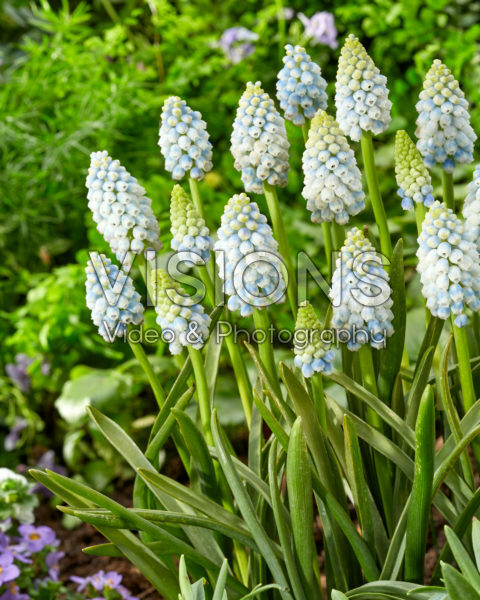 Muscari Alaska Muscari Alaska