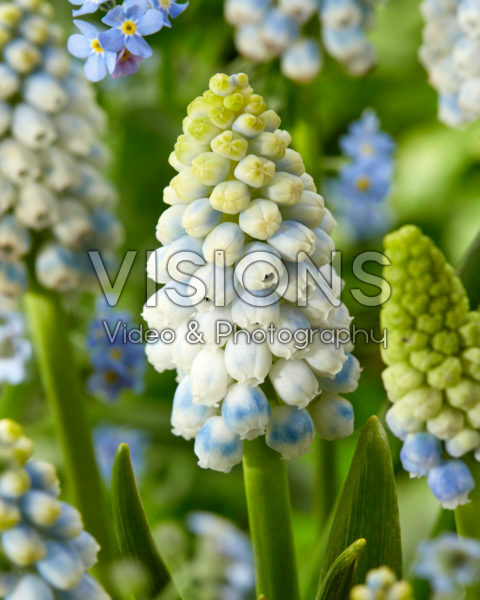 Muscari Alaska Muscari Alaska