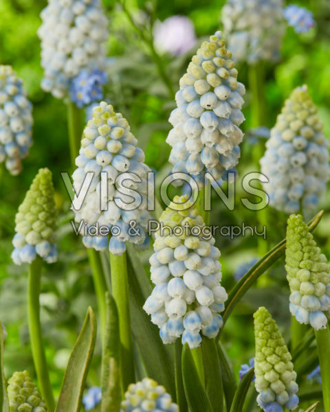 Muscari Alaska Muscari Alaska