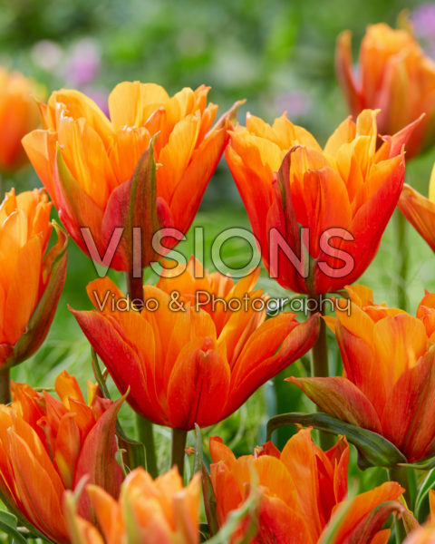 Tulipa Bal d'Orange Tulipa Bal d'Orange