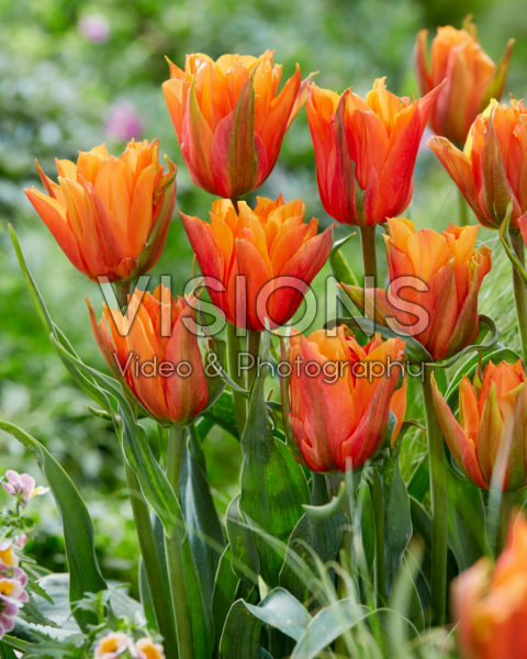Tulipa Bal d'Orange Tulipa Bal d'Orange