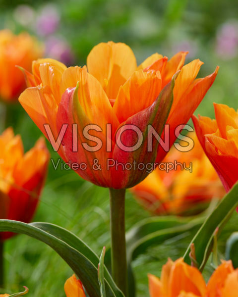Tulipa Bal d’Orange Tulipa Bal d’Orange